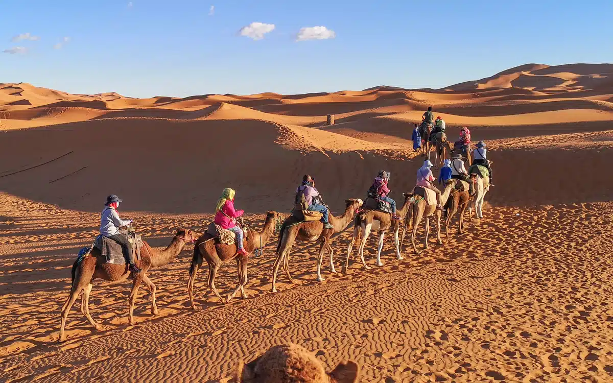 The Real Sahara Camel Trekking Experience: Ethics & Tips Sahara camel trekking