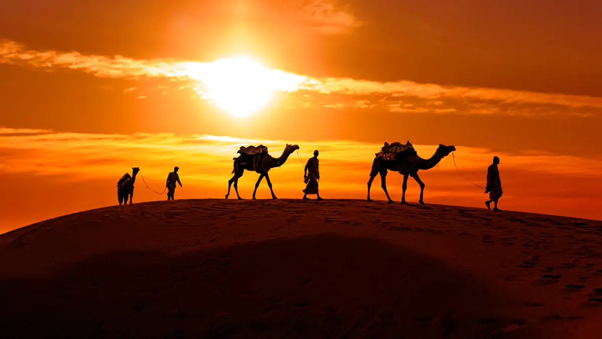 Traveling to the Desert: How, When, and Tips group of camels and guide on a sand dune in the desert during sunset: Traveling to the Moroccan Sahara