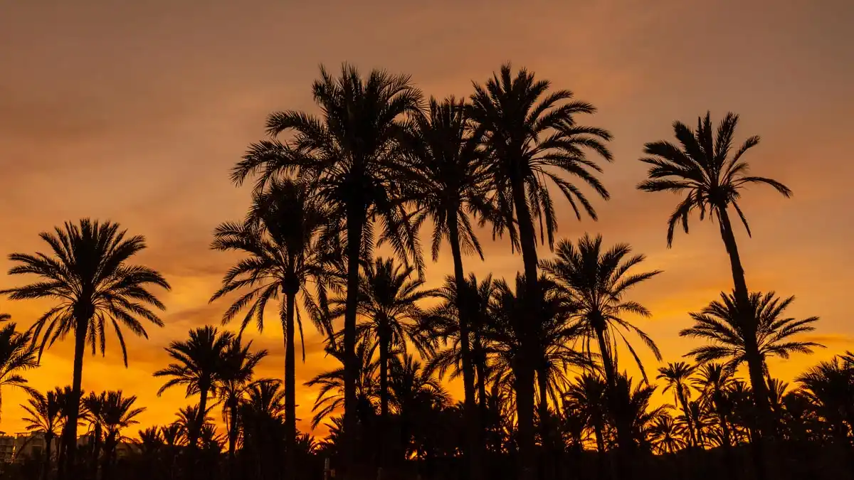 Travel to Marrakech I All You Need palm trees in the desert during sunset