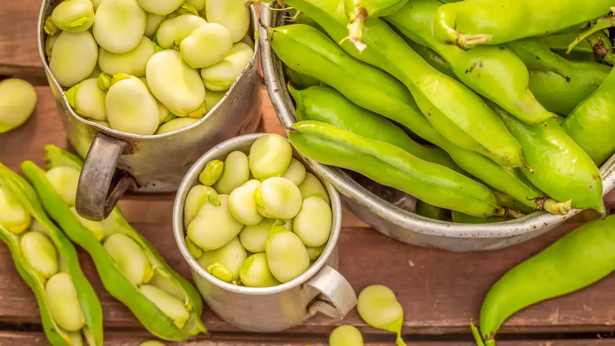 The Popular Moroccan Bissara Soup beans for making fava beans soup (Moroccan bissara soup) recipe