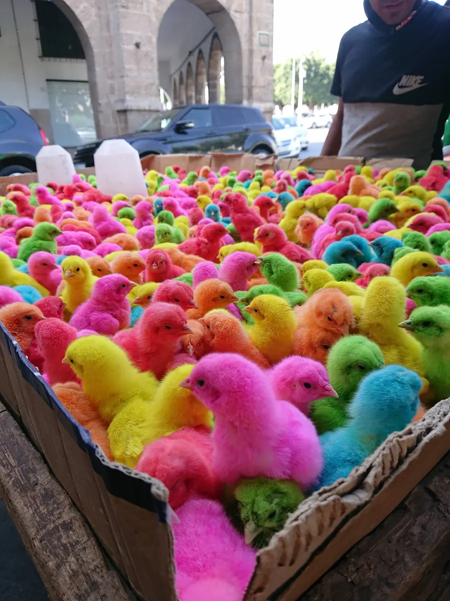 Perfect Day in Casablanca: Join the Club Cart full of colorful baby chicks in the Habous of Casablanca