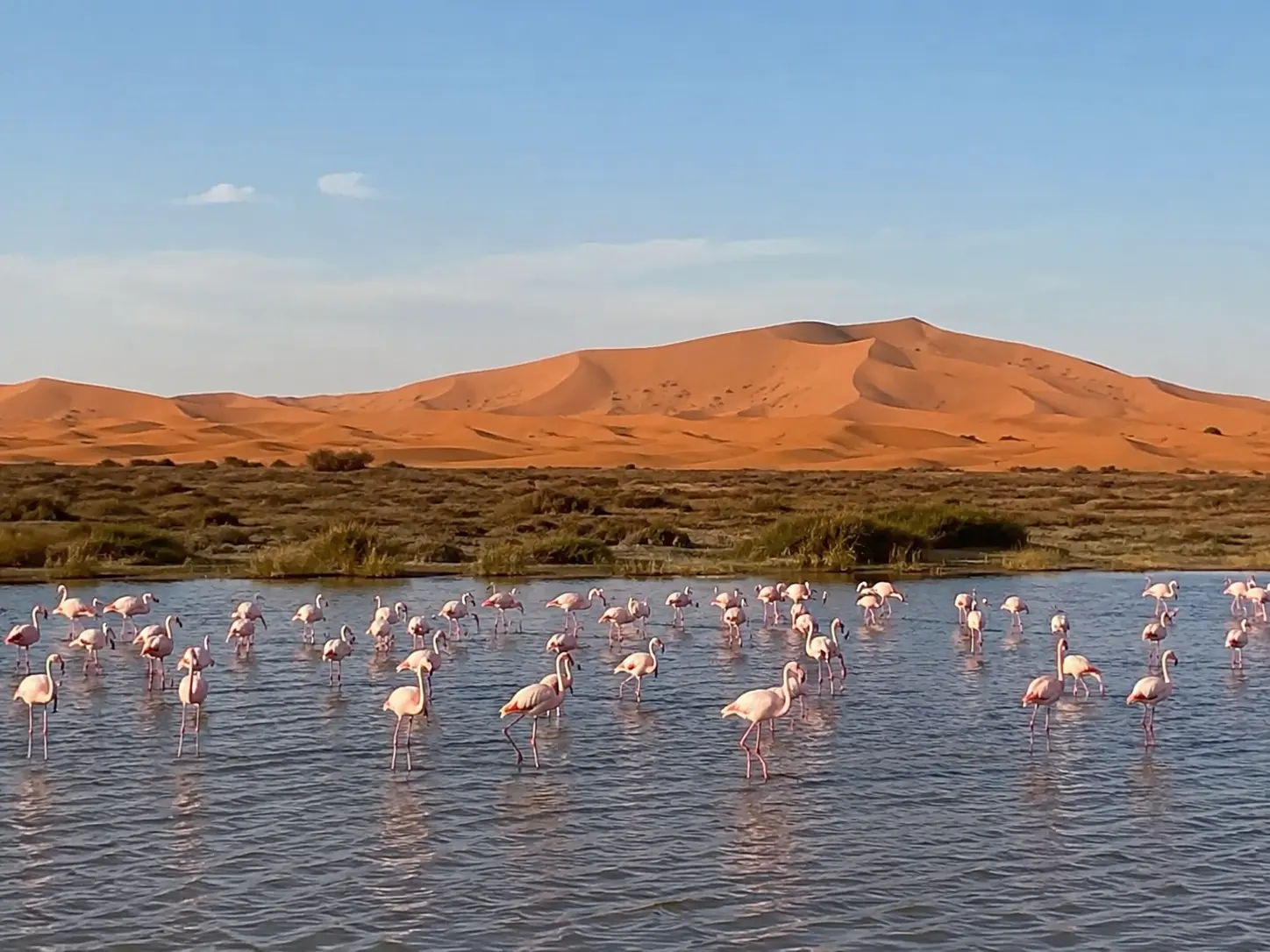 Dayet Srji Merzouga; merzouga lake; Sahara flamingo lake; Srji lake